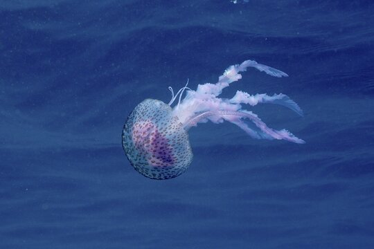 A mauve stinger (Pelagia noctiluca) floats gracefully in the deep blue water. Dive site Cap de Creus marine reserve, Rosas, Costa Brava, Spain, Mediterranean Sea
