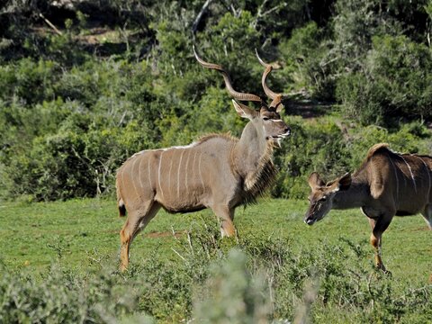 Two antelopes with imposing horns, Greater Kudu (Tragelaphus strepsiceros), stand in the lush green savannah, Addo Elephant National Park, South Africa