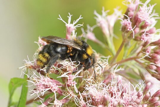 Rock bumblebee (Bombus lapidarius) sitting on common water mist (Asteraceae), afflicted with mites, close-up, Wilnsdorf, North Rhine-Westphalia, Germany