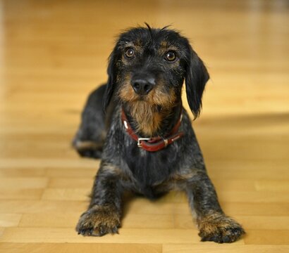 Rough-haired dachshund (Canis lupus familiaris) puppy, male, 1 year, collar, begging, Baden-W&uuml;rttemberg, Germany