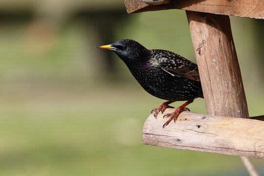Common starling (Sturnus vulgaris) looks curiously out of bird feeder, Schleswig-Holstein, Germany