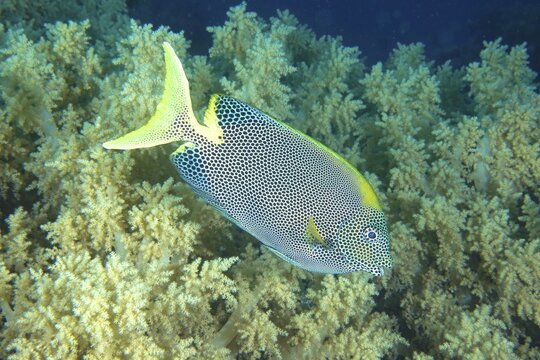 Spotted rabbitfish (Siganus stellatus laqueus), House reef dive site, Mangrove Bay, El Quesir, Red Sea, Egypt