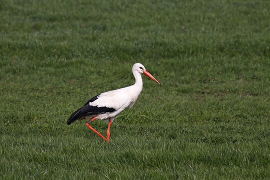 Ringed white stork (Ciconia ciconia) foraging on a meadow in the Eider-Treene-Sorge lowland, nature reserve Alte Sorge-Schleife near the stork village Bergenhusen, Schleswig-Holstein, Germany