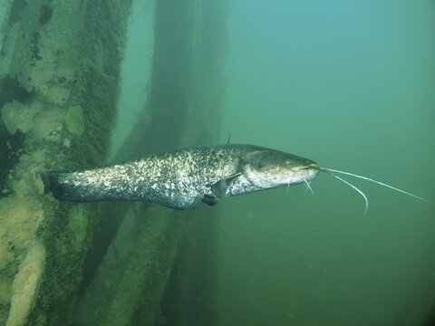A catfish (Silurus glanis), Waller, swims in the green water near the pillars of a bridge. Dive site Zollbr&uuml;cke, Rheinau, Canton Zurich, Rhine, High Rhine, Switzerland, Germany