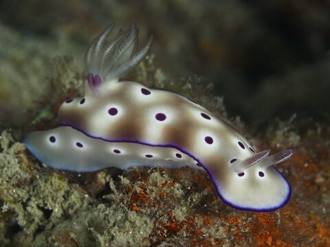 Lateral view of a white nudibranch with purple spots, Hypselodoris tryoni, dive site Gondol Reef, Gondol, Bali, Indonesia