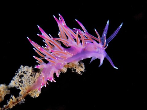 Bright pink nudibranch with purple accents, purple thread snail (Flabellina affinis), on black background, dive site Cap de Creus Marine Reserve, Rosas, Costa Brava, Spain, Mediterranean Sea