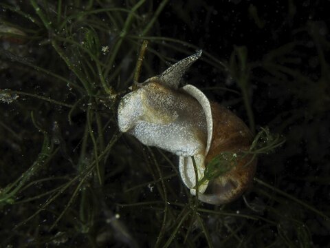 A river cover snail, Viviparus viviparus (Viviparus viviparus) between aquatic plants, Wildsau dive site, Berlingen, Lake Constance, Switzerland, Germany, Wildsau dive site, Berlingen, Lake Constance, Switzerland, Germany
