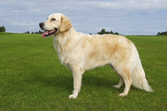 Female Golden Retriever (Canis lupus familiaris), two-year old dog