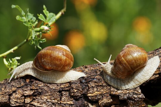 Two Burgundy snails (Helix pomatia), on a tree trunk, Schleswig-Holstein, Germany
