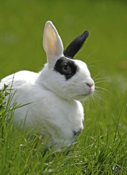 Dwarf Rabbit on a meadow
