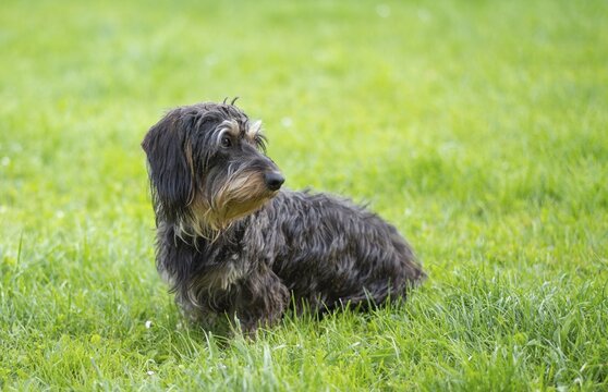 Rough-haired dachshund (Canis lupus familiaris) female, 2 years old, animal portrait, sitting on a meadow, Stuttgart, Baden-W&uuml;rttemberg, Germany