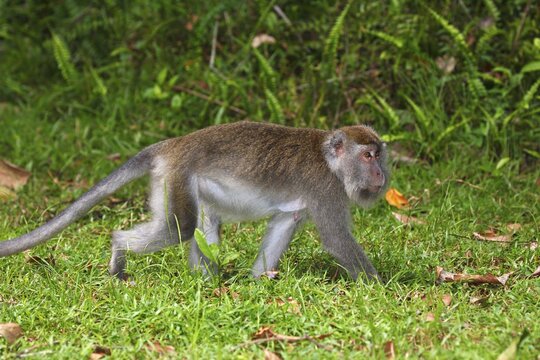 Crab-eating Macaque (Macaca fascicularis), Bako National Park, Sarawak, Borneo, Malaysia