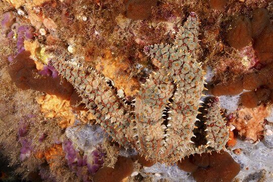 Structurally patterned ice starfish (Marthasterias glacialis), starfish, on a lively reef in the Mediterranean near Hy&egrave;res, Giens peninsula diving site, Porquerolles, Provence, C&ocirc;te d'Azur, France