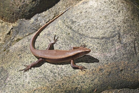 Many-lined Sun Skink, Many-striped Skink (Eutropis multifasciata), Skink basks on stone, Sarawak, Borneo, Malaysia
