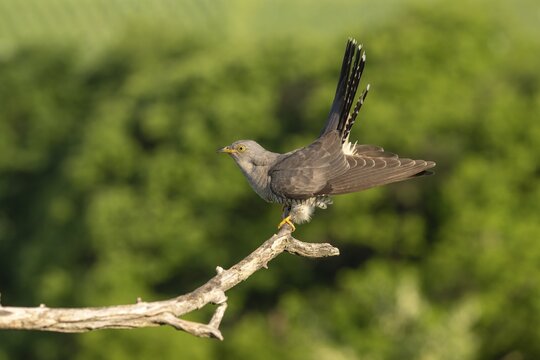 Cuckoo (Cuculus canarus), bird, on branch, Ormoz, Slovenia