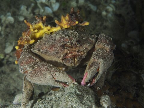 Krabbe, Wollkrabbe (Dromia personata) mit Goldschwamm (Aplysina aerophoba) bedeckt sitzt am Boden des Ozeans. Tauchplatz Hausriff, Stoja, Pula, Kroatien, Mittelmeer