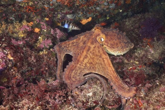 Octopus, Common Octopus (Octopus vulgaris), between colourful reefs on the seabed, dive site Cap de Creus Marine Reserve, Rosas, Costa Brava, Spain, Mediterranean Sea