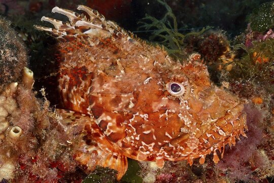 A close-up of a speckled fish, red scorpionfish (Scorpaena scrofa), sea sow, embedded in algae. Dive site Cap de Creus Marine Protected Area, Rosas, Costa Brava, Spain, Mediterranean Sea