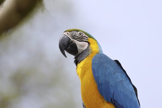 Blue and yellow macaw (Ara ararauna), animal portrait, captive, occurrence South America, Hesse, Germany