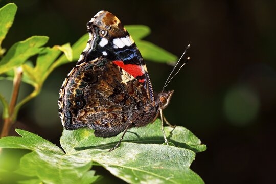 Red Admiral (Vanessa atalanta), butterfly sitting on leaf with closed wings, Schleswig-Holstein, Germany