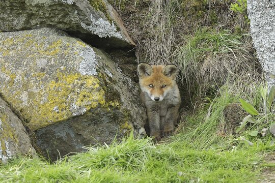 Red fox (Vulpes vulpes), pup coming out of den, North Rhine-Westphalia, Germany