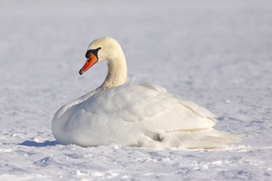 Resting Mute swan (Cygnus olor) in winter in snow