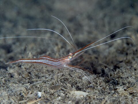 A reddish-brown shrimp with long antennae, unicorn shrimp (Plesionika narval), on a dark seabed surrounded by sediment in the Mediterranean near Hy&egrave;res. Dive site Les Grottes, Giens peninsula, Provence Alpes C&ocirc;te d'Azur, France