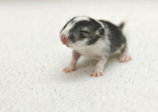 Mongolian Jird or Mongolian Gerbil (Meriones unguiculatus) young, 2 weeks