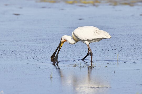 Spoonbill (Platalea leucorodia), adult bird walking through shallow water in search of food, adult bird in splendour, wildlife, Ziggsee, Burgenland, Austria