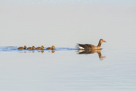 Greylag Goose (Anser anser) with gosling, swimming in lake, Lake Neusiedl, Burgenland, Austria