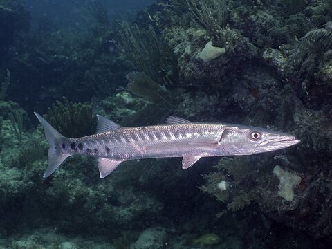 Great barracuda (Sphyraena barracuda), dive site John Pennekamp Coral Reef State Park, Key Largo, Florida Keys, Florida, USA