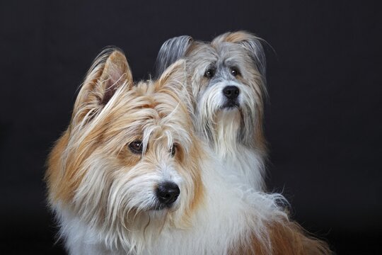 Two Elos, male, portrait, Germany