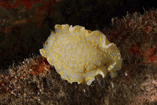White sea nudibranch with yellow dots, yellow-violet star snail star snail (Felimare Picta), on the seabed in the Mediterranean Sea near Hy&egrave;res, dive site Giens Peninsula, Provence Alpes C&ocirc;te d'Azur, France