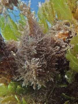 Well camouflaged striated frogfish (Antennarius striatus), dive site Blue Heron Bridge, Phil Foster Park, Riviera Beach, Florida, USA
