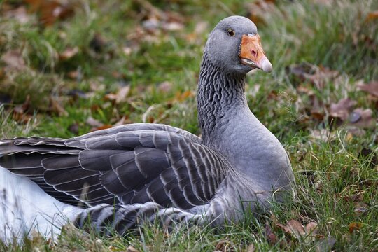 Greylag goose (Anser anser) also R&uuml;gen goose, old domestic breed, Schleswig-Holstein, Germany