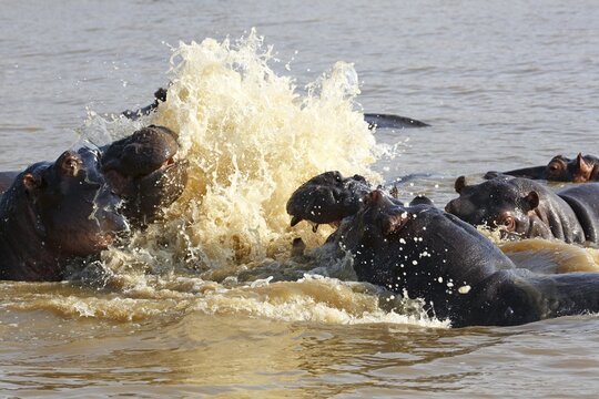 Hippos arguing (Hippopatamus amphibius) in the water, iSimangaliso Wetland Park, National Park, Kwazulu Natal, South Africa