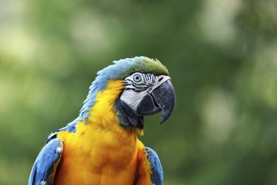 Blue and yellow macaw (Ara ararauna), animal portrait, captive, Herborn-Uckersdorf Zoo, Hesse, Germany
