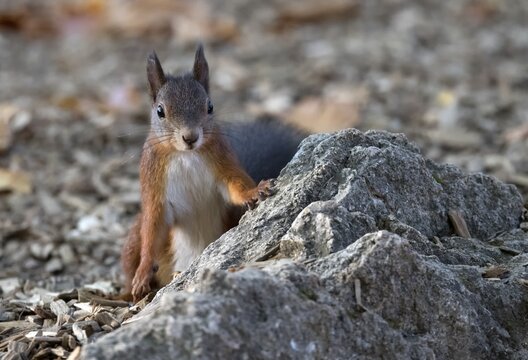 Eurasian red squirrel (Sciurus vulgaris), attentively behind rock, Stuttgart, Baden-W&uuml;rttemberg, Germany