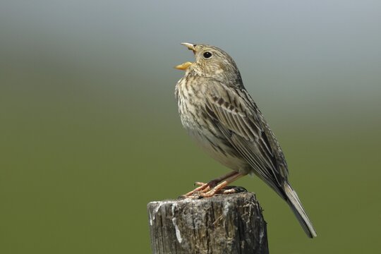 Corn bunting (Miliaria calandra), adult bird singing, on fence post, Burgenland, Austria