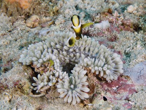 A clownfish above a sea anemone, leather anemone (Radianthus crispa), on a sandy seabed, dive site Close Encounters, Permuteran, Bali, Indonesia