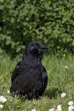 Carrion Crow (Corvus corone)