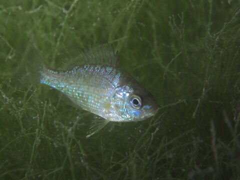 A small fish with shiny scales, pumpkinseed sunfish (Lepomis gibbosus), invasive species, swimming among green algae. Dive site Schoggiwand, Lake Zurich, Kilchberg, Zurich, Switzerland