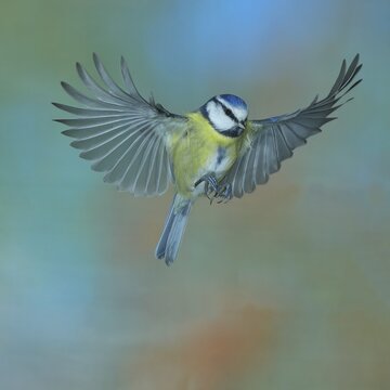Blue tit (Parus caeruleus) in flight, flight photo, high speed flight photo Wilnsdorf, North Rhine-Westphalia, Germany