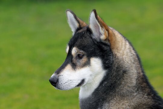 Siberian Husky (Canis lupus familiaris), one year old male, portrait