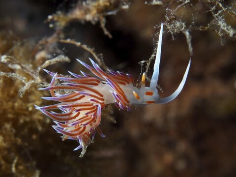 Close-up of a colorful migratory snail (Cratena peregrina), thread snail, with reddish and blue elements in the Mediterranean near Hy&egrave;res, Giens peninsula diving site, Porquerolles, Provence, C&ocirc;te d'Azur, France