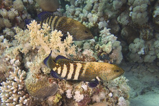 Pair of bluespotted grouper (Cephalopholis argus) during courtship, mating, dive site House Reef, Mangrove Bay, El Quesir, Red Sea, Egypt