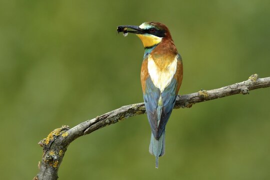 Bee-eater (Merops apiaster) with bumblebee as prey, sits on branch, Burgenland, Austria