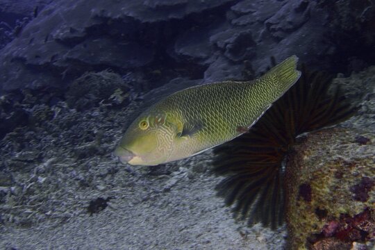 Green fish, black-eyed fathead minnow (Hemigymnus melapterus), swimming along a coral reef on the seabed, dive site SD, Nusa Ceningan, Nusa Penida, Bali, Indonesia
