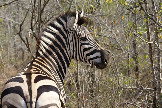 Burchell's Zebra (Equus quagga burchelli), Hluhluwe-Imfolozi National Park, Province of KwaZulu-Natal, South Africa