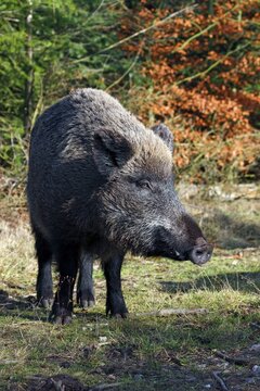 Female wild boar (Sus scrofa), sow in forest